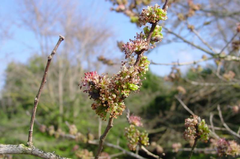 Ulmus minor / Olmo comune o campestre